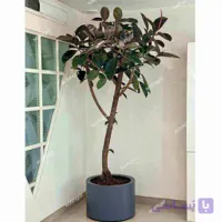 درختچه دکوراتیو فیکوس F50