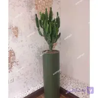 افوربیا تریگونا EU07