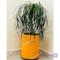 بونسای لیندا فر L19
