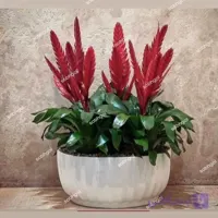 ورزیا هلندی 5 بوته VR08