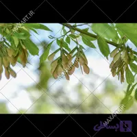 عکس استوک نمای نزدیک برگ های درخت افرا 2015