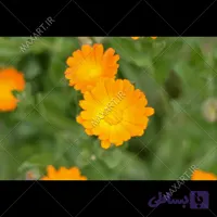 عکس استوک نمای نزدیک گل همیشه بهار 2015