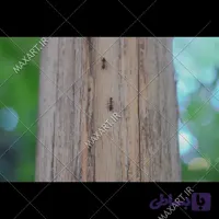 عکس استوک مورچه ها روی تنه درخت 2013