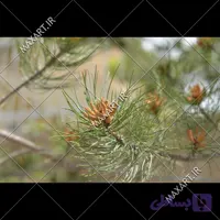 عکس استوک نمای نزدیک شاخه درخت کاج 2015