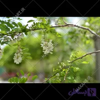 عکس استوک شاخه گل های سفید و برگ های سبز 2015