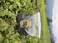 چای خشک سیاه ممتاز (نیم کیلویی) حقان چای