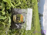 چای خشک سیاه شکسته ممتاز (100 گرمی )حقان چای