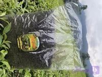 چای خشک سیاه قلم لیزری ((صادراتی ))(یک کیلوگرمی) حقان چای