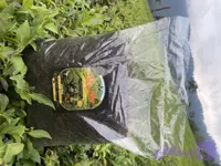 چای خشک شکسته ممتاز سیاه (یک کیلویی) حقان چای