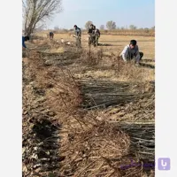 صنوبر نیگرای ترکیه 1الی1/5متری
