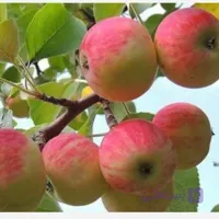 نهال سیب گلاب 2 ساله