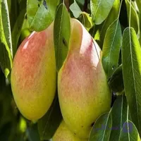 نهال گلابی پرتقالی 2 ساله