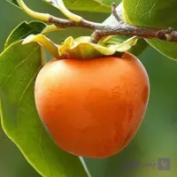 خرمالو ژاپنی گوجه ای 2 ساله
