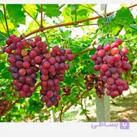 نهال انگور یاقوتی 2ساله