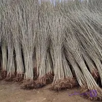 نهال کبوده یا سپیدار 1/5 متری