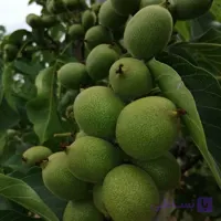 نهال گردو ژنوتیپ 9کانادایی