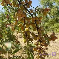 نهال بادام کاغذی فرانسه