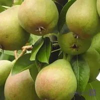 نهال گلابی دوشیز 2 ساله