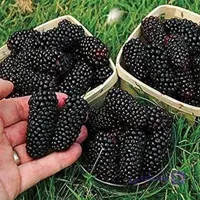 نهال شاه توت ضمانتی 2 ساله