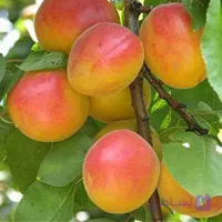 نهال زردآلو شاهرودی