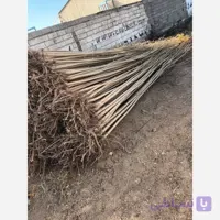 نهال صنوبر نیگرا ترکیه 2 ساله 2الی 3متری