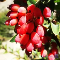 نهال زرشک دانه اناری