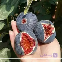 نهال انجیر سیاه دو ساله