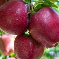 نهال سیب رد استارکینگ