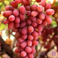 نهال انگور کریمسون سیدلس