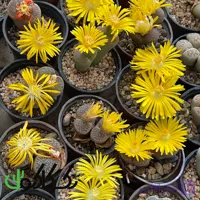 بذر لیتوپس میکس گل زرد ده عدد