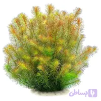 گیاه وارداتی آکواریوم روتالا والیچی بنگلادش