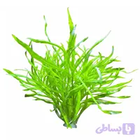 گیاه وارداتی آکواریوم پوگوستمون اختاپوس