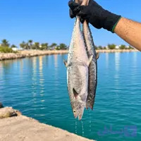 بچه شیر