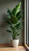نخل نیکولای با گلدان سرامیکی
