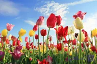 پوستردیواری گل | کد F16-1203