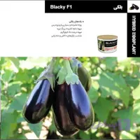 بذر بادمجان بلکی (کد UJ0M2)
