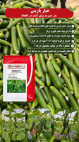 بذر خیار پاریس
