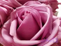 نهال رز گراندیفلورا