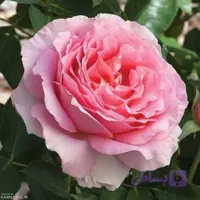 نهال گل رز صورتی