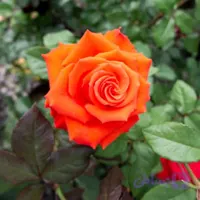 نهال رز نارنجی هلندی