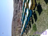 عسل گون 900 گرمی
