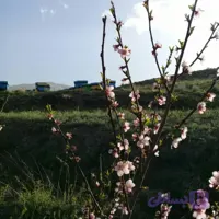 عسل آویشن 900 گرمی