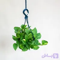 پوتوس سبز گلدان آویز بزرگ
