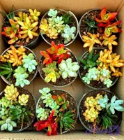 ساکولنت دیشگاردن پک 9 عددی سایز گلدانها 10
