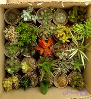 ساکولنت ممتاز پک 25 تایی سایز گلدانها 6