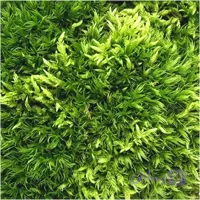 خزه تثبیت شده سایپرس