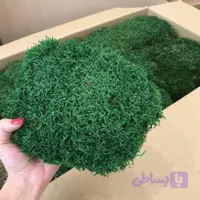 خزه تثبیت شده شیت (مسطح)