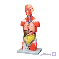 مولاژ نیم تنه بدن انسان 11 قسمتی (نمایش عضلات)