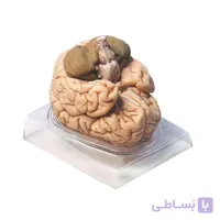 مولاژ مغز (4 قسمتی)