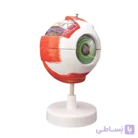 مولاژ چشم (20 برابر اندازه طبیعی)